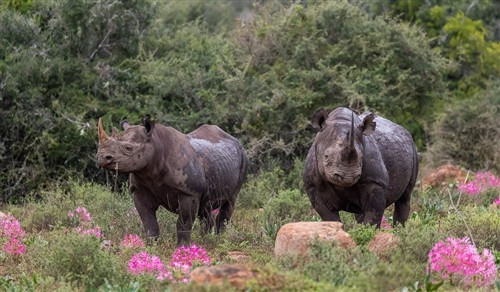 Black Rhino_Brendon Resized_1752046147202 Black Rhino_Brendon Resized_1752046147202